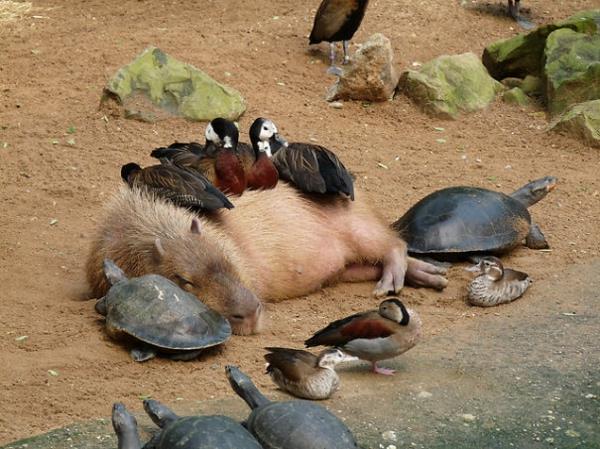 χαριτωμένες εικόνες ζώων ασυνήθιστα κατοικίδια ζώα νερό γουρουνιού χελώνες πάπιες ως κατοικίδια ζώα