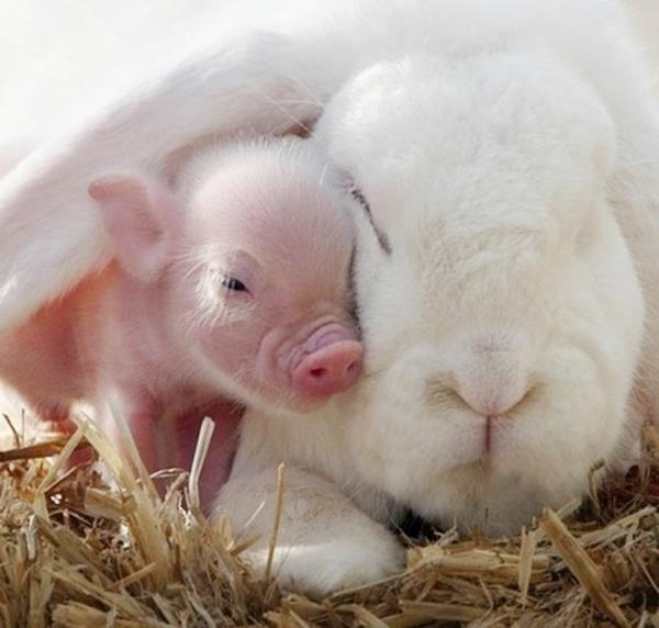 χαριτωμένα ζώα εικόνες ασυνήθιστα κατοικίδια ζώα φανταχτερά γουρούνια και κουνέλια