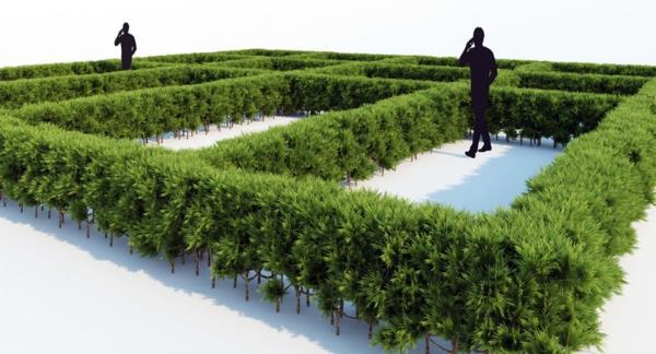 Διατηρήστε χαμηλό φράχτη thuja