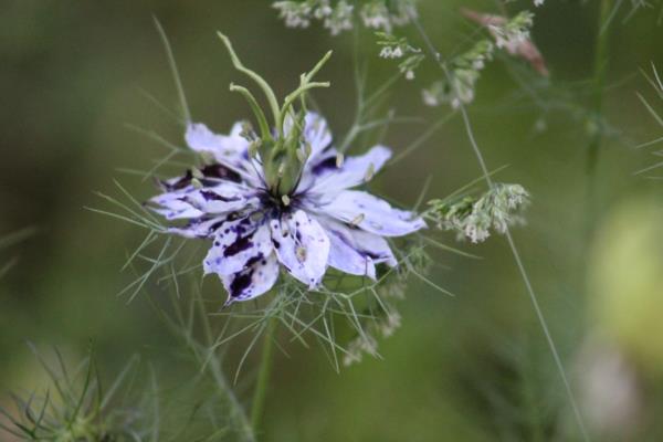 λουλούδι nigella damascena