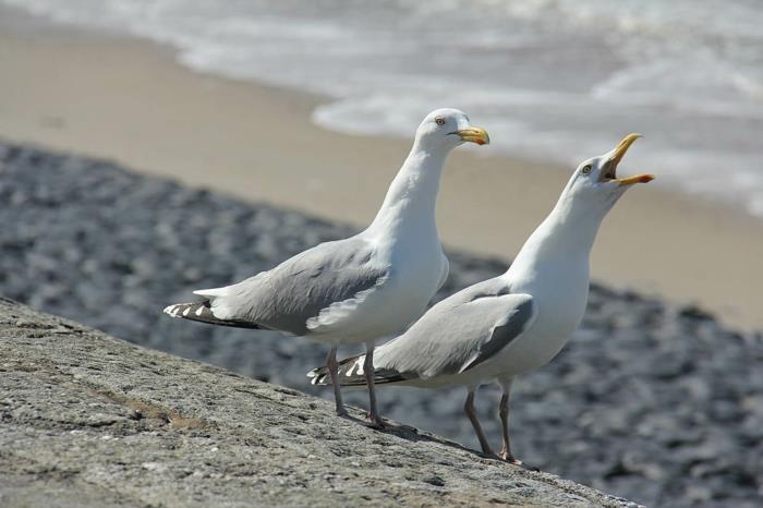 norderney nordesee νησί της ανατολικής Φριζίας λευκοί αμμόλοφοι γλάροι