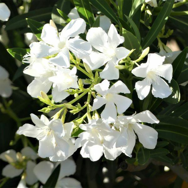 λευκή λουλούδια φροντίδας πικροδάφνης