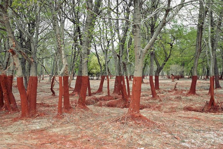 οπτικές ψευδαισθήσεις εικόνες όμορφη φύση εικόνες δάσος Ουγγαρία