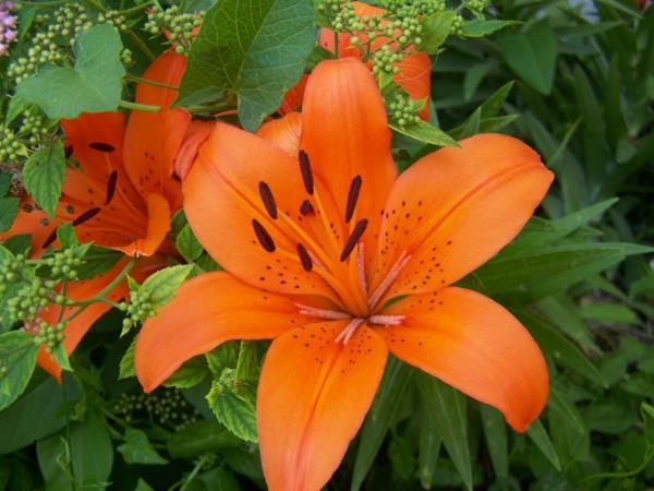 πορτοκαλί κρίνοι λουλούδια φυτά κήπου