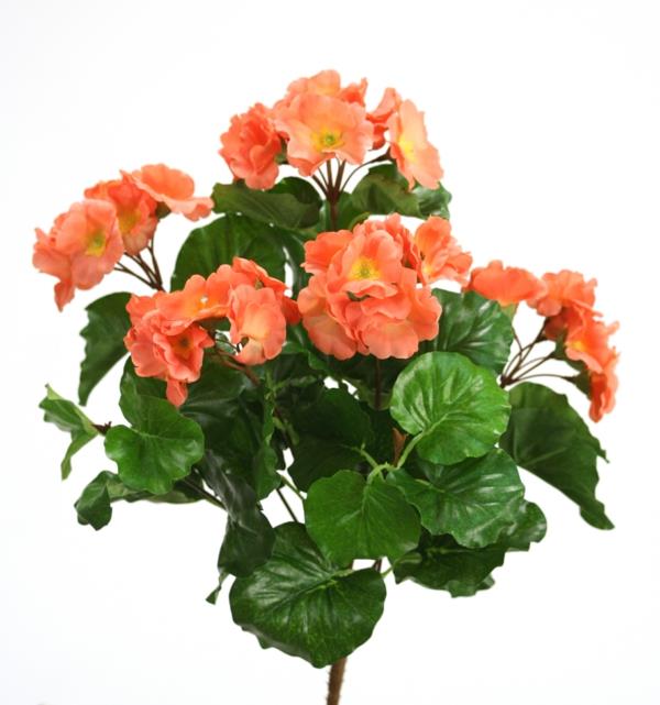 πορτοκαλί primroses λουλούδια που σημαίνει φυτά