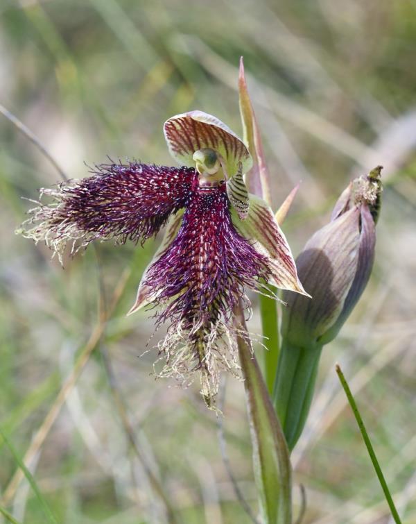 ορχιδέα Calochilus platychilus μοβ ορχιδέα πουλιών