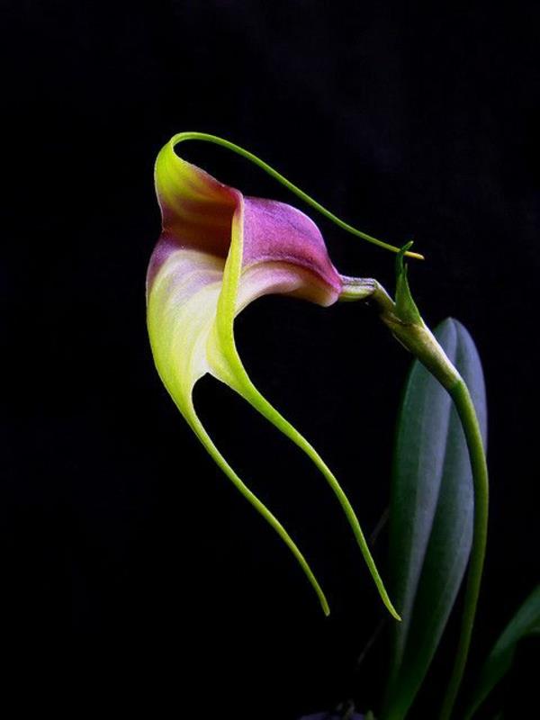 ορχιδέα Masdevallia reichembachiana είδη ορχιδέων