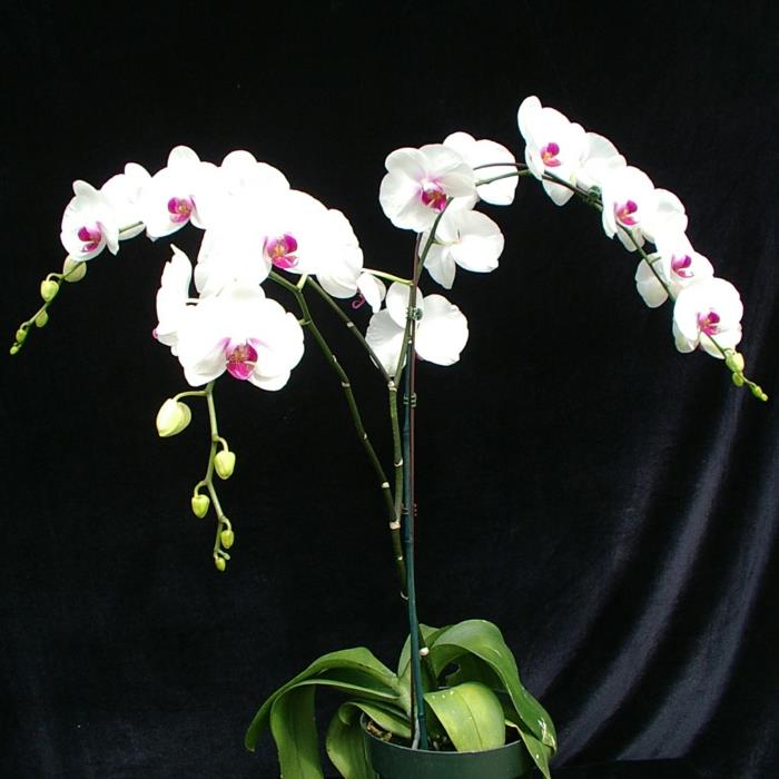 Ορχιδέα Phalaenopsis ως φυτό εσωτερικού χώρου