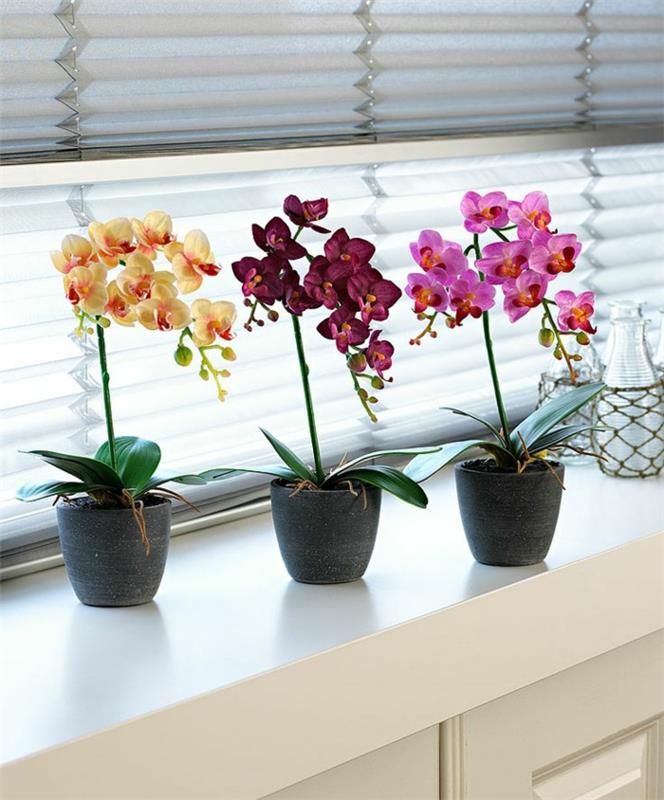 περιποίηση ορχιδέας Phalaenopsis παράθυρο ορχιδέας