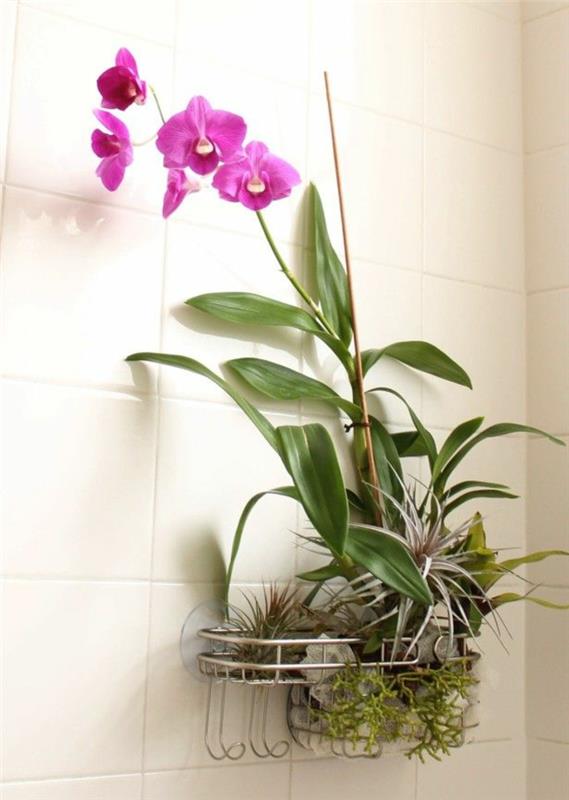 ορχιδέα φροντίδα μωβ λουλούδια μπάνιο διακοσμούν