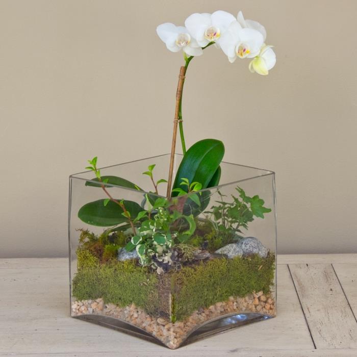 συμβουλές φροντίδας ορχιδέας λευκό λουλούδια terrarium