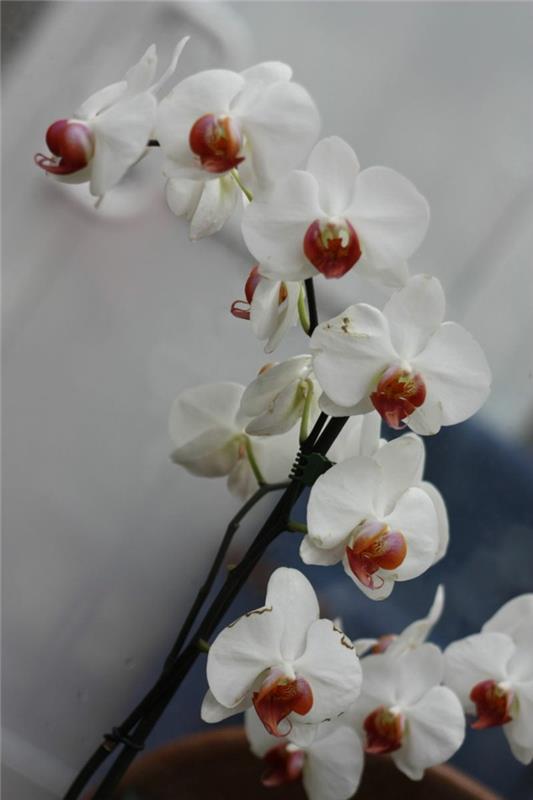 ορχιδέα phalaenopsis ορχιδέα με λευκά άνθη