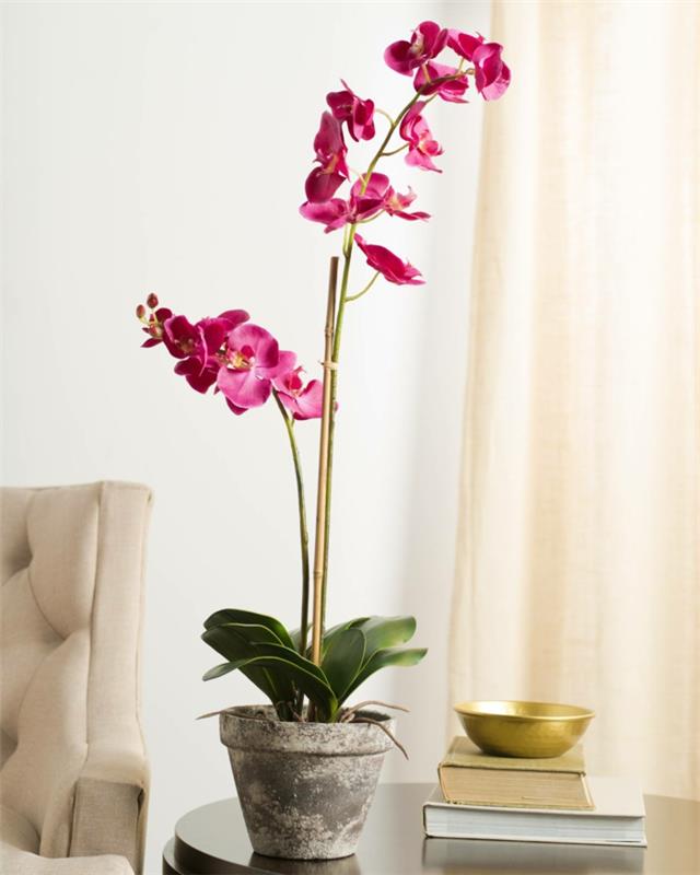 Καλλιέργεια ορχιδέας στο σπίτι Phalaenopsis