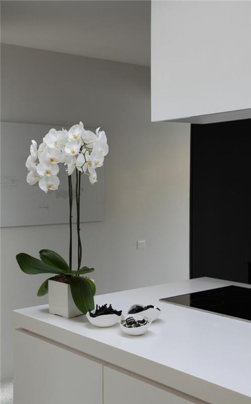 φροντίδα για ορχιδέες Phalaenopsis ορχιδέα κομψή λευκή γλάστρα