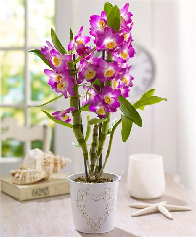 ορχιδέες φροντίδα για μοβ λουλούδια όμορφη διακόσμηση