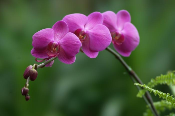οι ορχιδέες καλλιεργούν μοβ άνθη διαφόρων ειδών