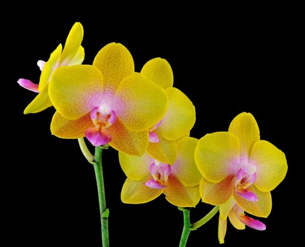 είδη ορχιδέας Phalaenopsis Ορχιδέα κίτρινα άνθη