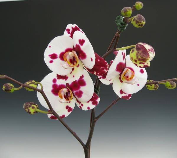 είδη ορχιδέας λευκά κόκκινα λουλούδια όμορφη διακόσμηση