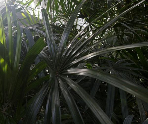 είδη φοίνικες φυτά εσωτερικού χώρου rhapis excelsa παλάμη κυρία παλάμη μεγάλη ραβδί