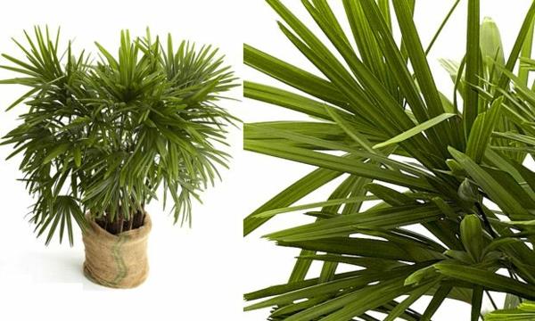 είδη φοινίκων φυτά εσωτερικού χώρου rhapis excelsa stick φοινικοπράσινα φυτά