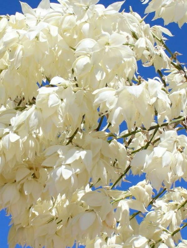 yucca λουλούδια λευκά