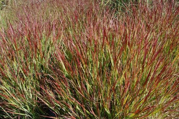 panicum virgatum switchgrass θάμνος της χρονιάς