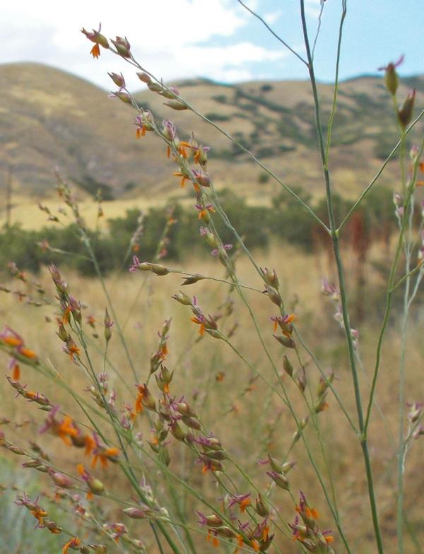 panicun virgatum διακοσμητικό γρασίδι