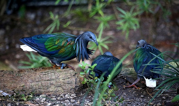 parks-in-Andaman-and-nicobar_galathea-national-park