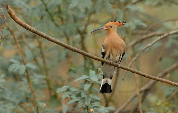Sultanpura nacionalinis parkas Haryana