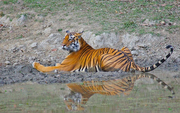 madhya-pradesh-kanha-tiger-rezervindeki parklar