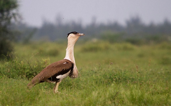 parklar-in-madhya-pradesh-karera-yaban hayatı-barınağı