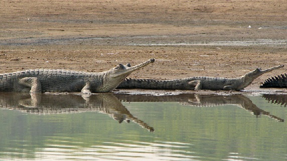 parks-in-madhya-pradesh-ken-gharial-šventovė