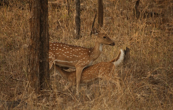 parklar-in-madhya-pradesh-panna-milli-park