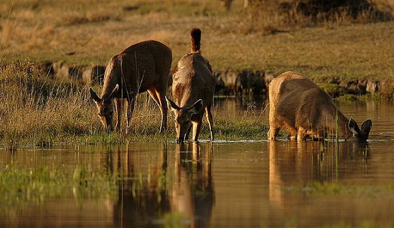 parklar-in-madhya-pradesh-pench-milli-park