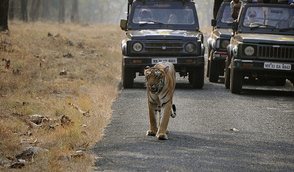 parklar-in-maharashtra-tadoba-milli-park