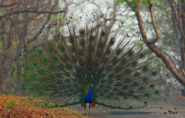 maharashtra'daki parklar