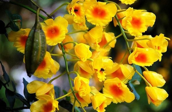 parklar-in-manipur-khonghampat-orchidarium