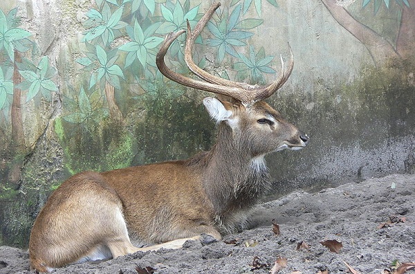 parks-in-manipur-keibal-lanjao-national-park