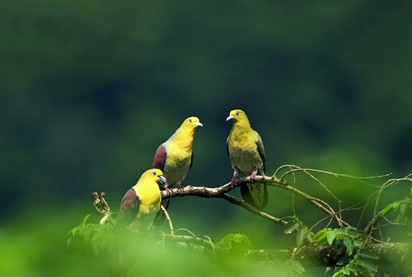parklar-in-meghalaya-nokrek-milli-park
