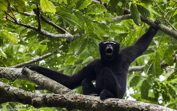 parks-in-meghalaya-hoolock-gibbon-rezervatas