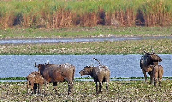 meghalaya'daki parklar