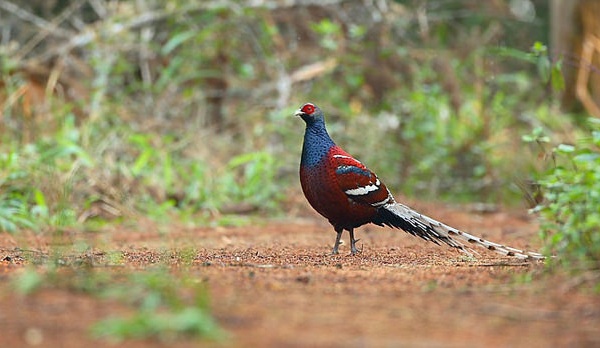 parklar-in-mizoram-murlen-milli-parklar-in-mizoram-park