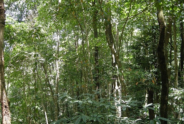parkai-in-mizoram-dampa-tigrų draustinis