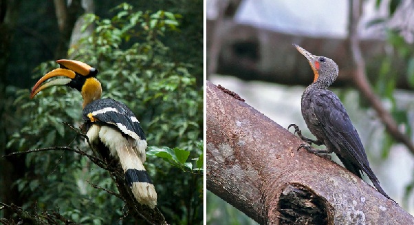 parkai-in-mizoram-ngengpui-laukinės gamtos šventovė
