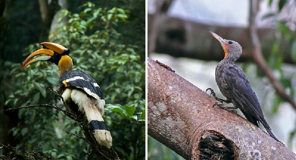 parklar-in-mizoram-ngengpui-yaban hayatı-barınağı