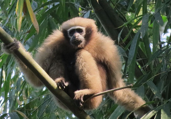 parklar-in-mizoram-pualreng-yaban hayatı-barınağı