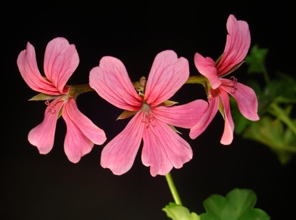 γεράνι Pelargonium peltatum όμορφο χρώμα