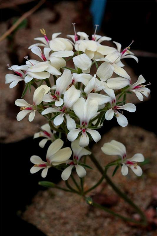 φυτά κήπου γεράνι Pelargonium grenvilleae