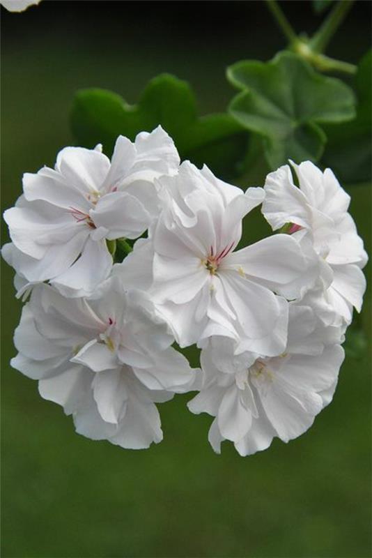 γεράνι φυτά κήπου λευκά λουλούδια