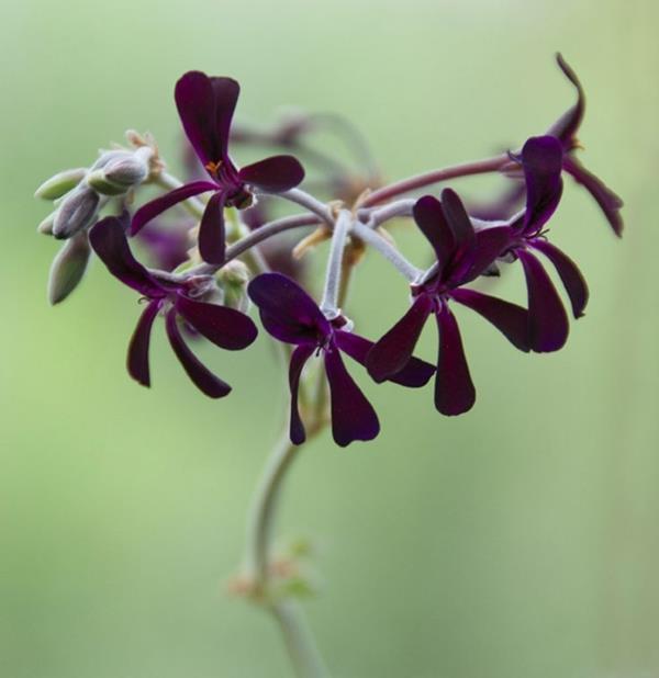 γεράνια pelargonium sidoides φυτά κήπου